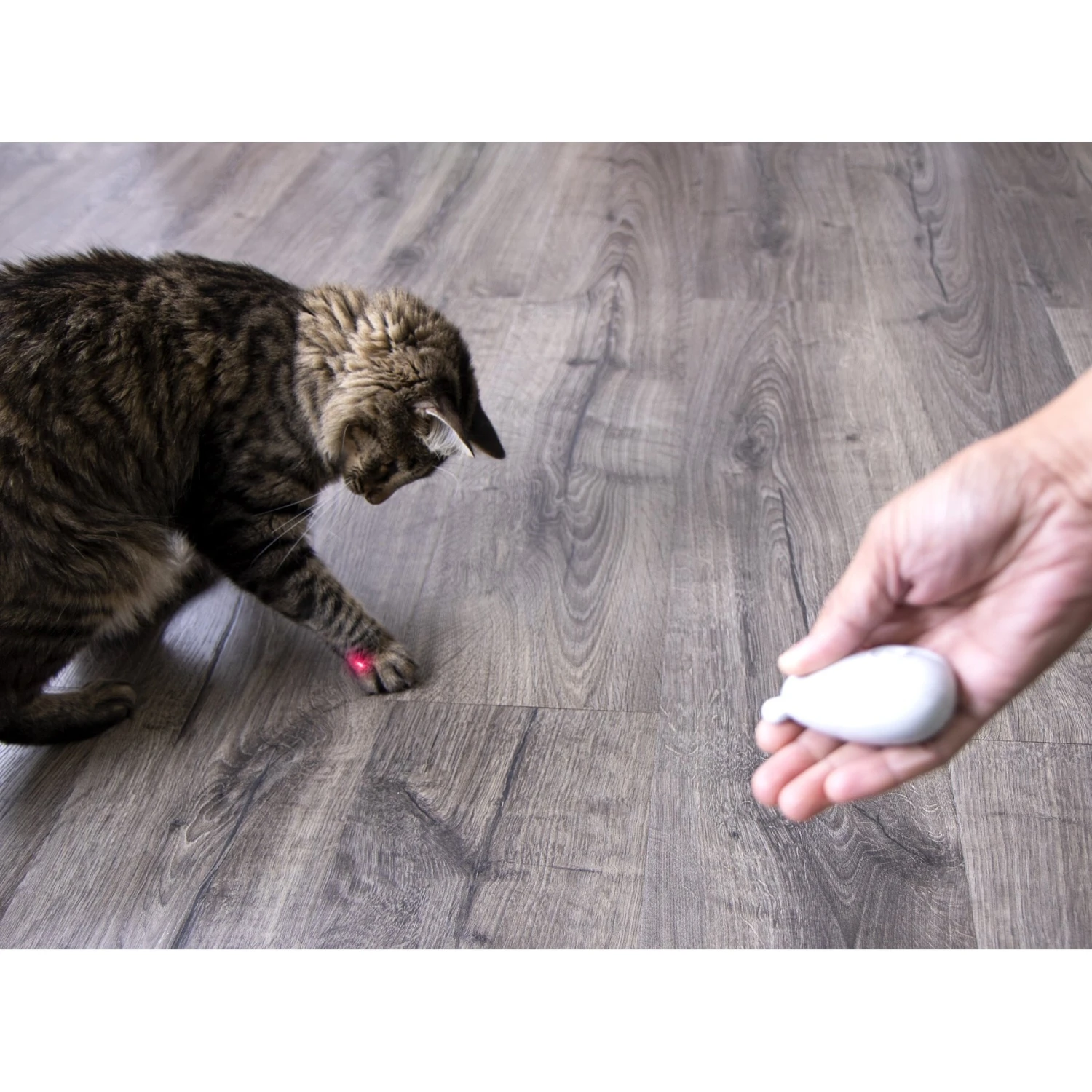 SmartyKat Loco Laser Cat Toy, Color Varies 5 SmartyKat Loco Laser Cat Toy, Color Varies - Image 3