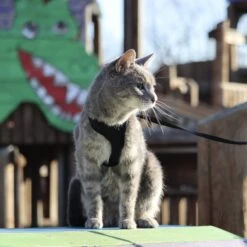 Comfort Soft Mesh Cat Harness -Cat Pet Supplies 128175 PT5. AC SS1800 V1628227620