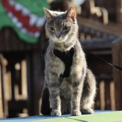 Comfort Soft Mesh Cat Harness -Cat Pet Supplies 128175 PT6. AC SS1800 V1628229074