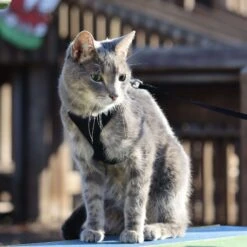 Comfort Soft Mesh Cat Harness -Cat Pet Supplies 128175 PT7. AC SS1800 V1677958330