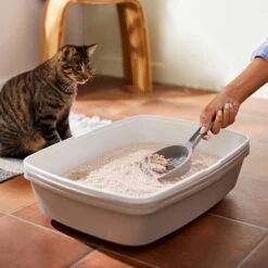 Frisco Natural Unscented Clumping Grass Cat Litter 13 Frisco Natural Unscented Clumping Grass Cat Litter -Cat Pet Supplies 132396 PT4. AC SS1800 V1659023512