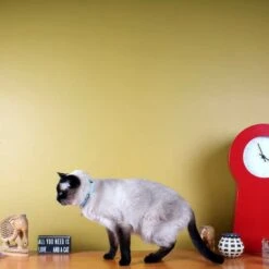 Pawtitas Nylon Reflective Breakaway Cat Collar With Bell -Cat Pet Supplies 134716 PT7. AC SS1800 V1682018508