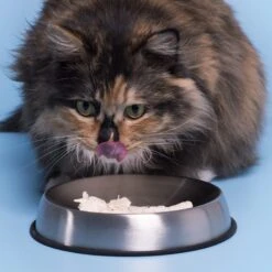 Dr. Catsby's Whisker Relief Non-Skid Stainless Steel Cat Bowl, 1.5-cup 13 Dr. Catsby's Whisker Relief Non-Skid Stainless Steel Cat Bowl, 1.5-cup -Cat Pet Supplies 138506 PT3. AC SS1800 V1559923394