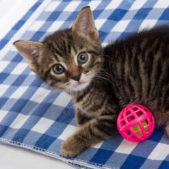 Hartz Just For Cats Toy Variety Pack, 13 Count -Cat Pet Supplies 139111 PT5. AC SS1800 V1589230999