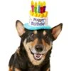 Frisco Birthday Cake Dog & Cat Hat 2 Frisco Birthday Cake Dog & Cat Hat -Cat Pet Supplies 139518 MAIN. AC SS1800 V1540401491