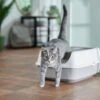 Frisco Open Top Cat Litter Box With Rim, Large