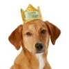 Frisco Happy Birthday Dog & Cat Crown -Cat Pet Supplies 153665 MAIN. AC SS1800 V1551230974