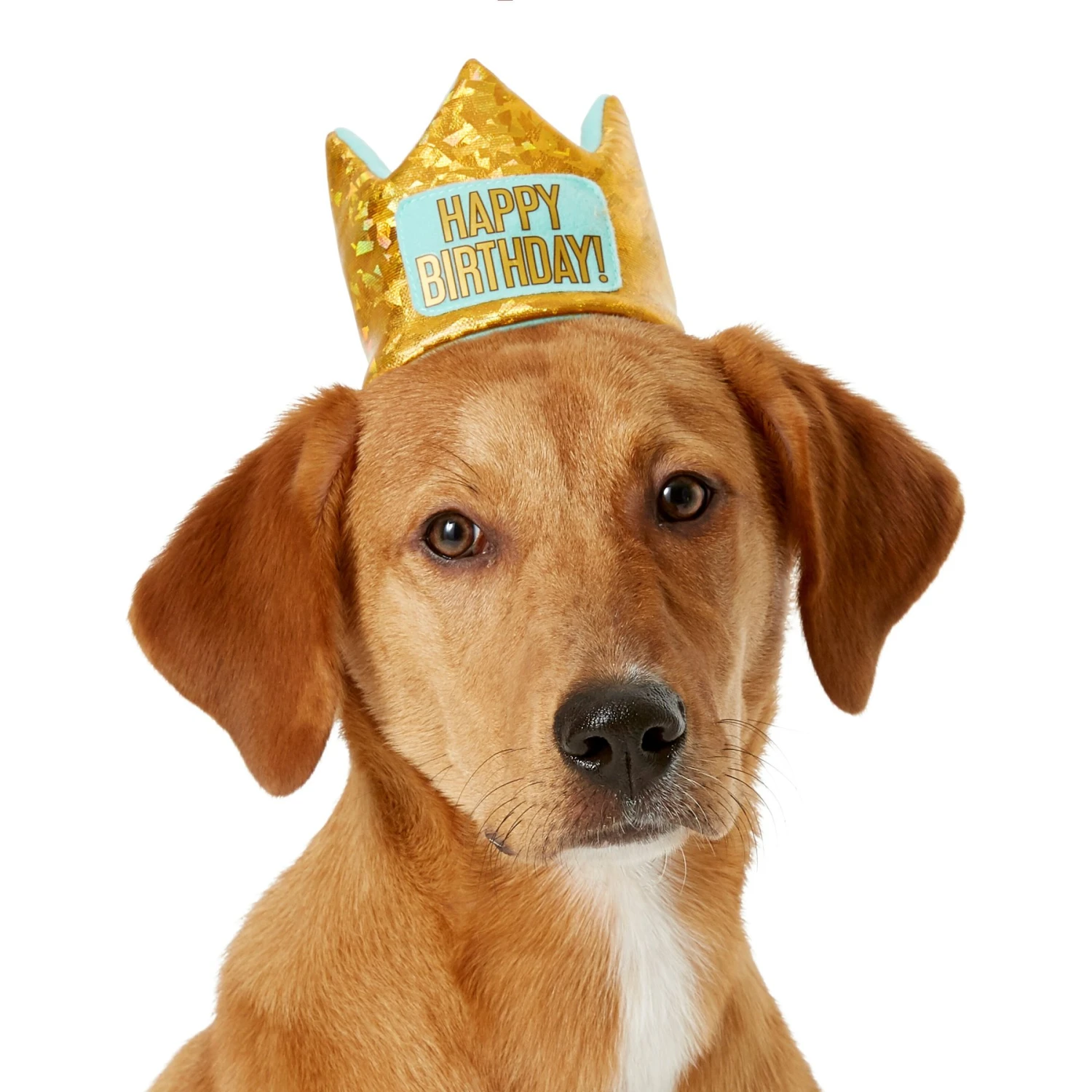 Frisco Happy Birthday Dog & Cat Crown 3 Frisco Happy Birthday Dog & Cat Crown