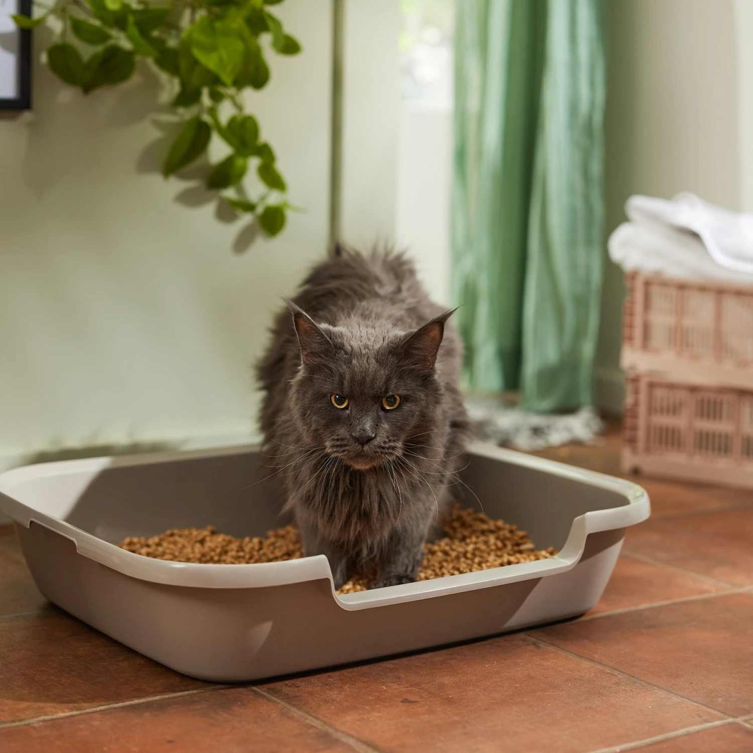 Nature's Logic All Natural Pine Unscented Non-Clumping Wood Cat Litter 6 Nature's Logic All Natural Pine Unscented Non-Clumping Wood Cat Litter - Image 4