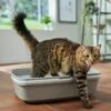 Frisco Sifting Cat Litter Box, Large -Cat Pet Supplies 155658 MAIN. AC SS1800 V1675280052