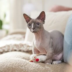 Multipet Lamb Chop Plush Cat Toy With Catnip -Cat Pet Supplies 174204 PT3. AC SS1800 V1682711107