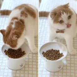 Necoichi Extra Wide Ceramic Elevated Cat Food Bowl, 2-cup -Cat Pet Supplies 183502 PT8. AC SS1800 V1698854460