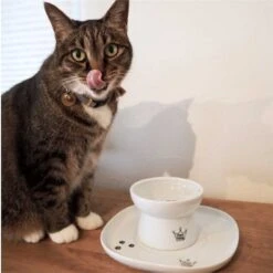 Necoichi Single Dining Tray 9 Necoichi Single Dining Tray -Cat Pet Supplies 183513 PT3. AC SS1800 V1565880441