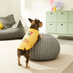 Frisco Llama-zing Birthday Dog & Cat T-Shirt 11 Frisco Llama-zing Birthday Dog & Cat T-Shirt -Cat Pet Supplies 191240 PT4. AC SS1800 V1582053521