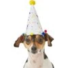 Frisco Confetti Dog & Cat Birthday Hat 2 Frisco Confetti Dog & Cat Birthday Hat -Cat Pet Supplies 191274 Main. AC SS1800 V1582053295
