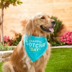Frisco Happy Gotcha Day Dog & Cat Bandana 11 Frisco Happy Gotcha Day Dog & Cat Bandana -Cat Pet Supplies 200538 PT3. AC SS1800 V1633086146