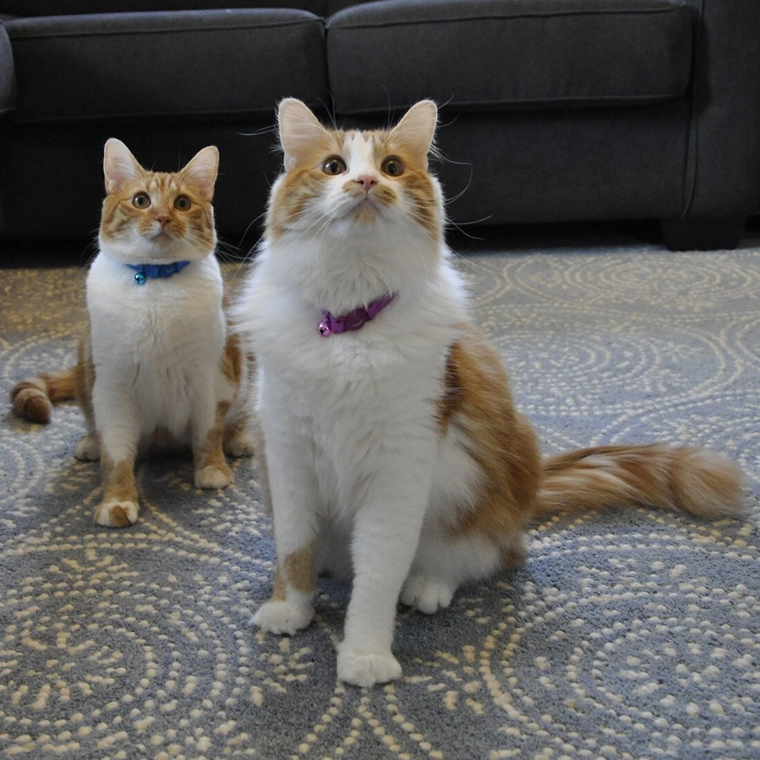 Safe Cat Snag-Proof Polyester Breakaway Cat Collar With Bell 4 Safe Cat Snag-Proof Polyester Breakaway Cat Collar With Bell - Image 2