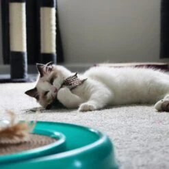 Turbo Flying Teaser Cat Toy -Cat Pet Supplies 202228 PT2. AC SS1800 V1677957952