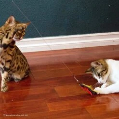 Turbo Flying Teaser Cat Toy -Cat Pet Supplies 202228 PT3. AC SS1800 V1678112548