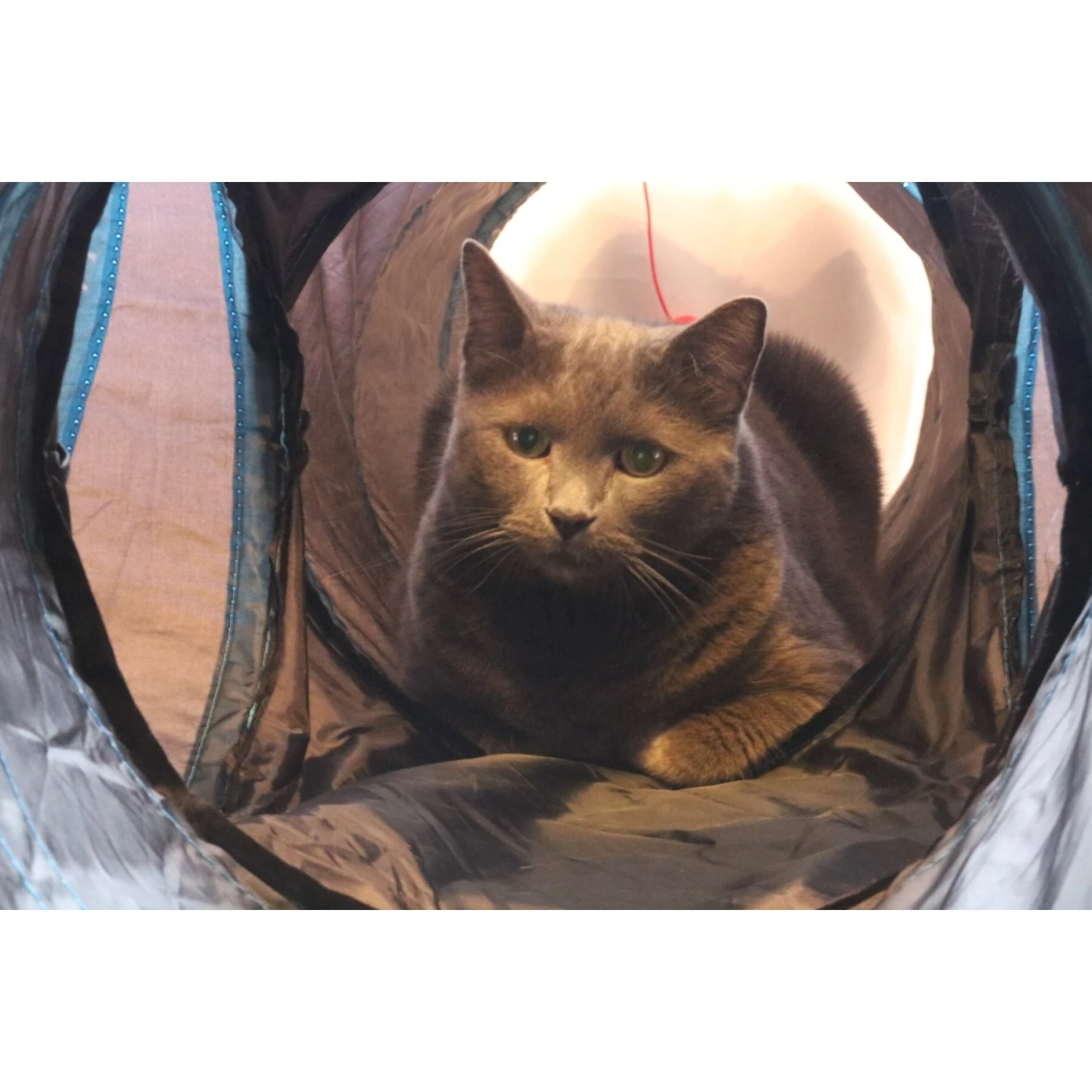 Feline Ruff 12" Premium 4-Way Collapsible Tunnel Cat Toy, Black & Blue 5 Feline Ruff 12" Premium 4-Way Collapsible Tunnel Cat Toy, Black & Blue - Image 3