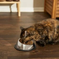 Frisco Stainless Steel Taper Non-Skid Cat Bowl -Cat Pet Supplies 204467 PT6. AC SS1800 V1599090080