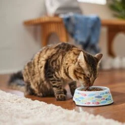 Frisco Colorful Fish Melamine Bowl 13 Frisco Colorful Fish Melamine Bowl -Cat Pet Supplies 216047 PT7. AC SS1800 V1633025238