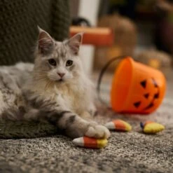 Frisco Halloween Candy Corn Plush Cat Toy With Catnip -Cat Pet Supplies 218645 PT3. AC SS1800 V1689878929