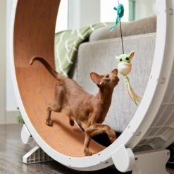 STAR WARS THE MANDALORIAN GROGU Teaser Wand Cat Toy With Catnip 7 STAR WARS THE MANDALORIAN GROGU Teaser Wand Cat Toy With Catnip -Cat Pet Supplies 220787 PT3. AC SS1800 V1624648656