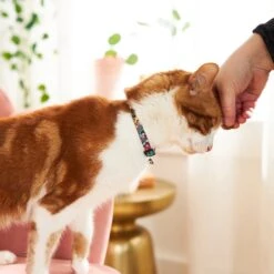 Disney Princess Cat Collar 11 Disney Princess Cat Collar -Cat Pet Supplies 226287 PT4. AC SS1800 V1614274907