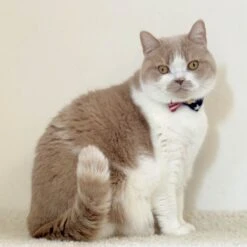 Necoichi My Cat For President Cotton Breakaway Cat Collar With Bell -Cat Pet Supplies 230665 PT6. AC SS1800 V1631312200