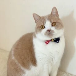 Necoichi My Cat For President Cotton Breakaway Cat Collar With Bell -Cat Pet Supplies 230665 PT8. AC SS1800 V1631316368