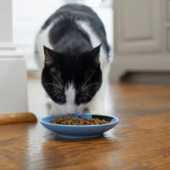 Frisco Cat Face Non-skid Ceramic Cat Dish, Blue 11 Frisco Cat Face Non-skid Ceramic Cat Dish, Blue -Cat Pet Supplies 256101 PT3. AC SS1800 V1617130591