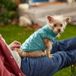 Frisco Lightweight Packable Insulated Dog & Cat Quilted Puffer Coat, Ocean Teal -Cat Pet Supplies 268280 PT8. AC SS1800 V1629836601