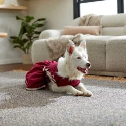 Frisco Plum Dog & Cat Dress -Cat Pet Supplies 268677 PT5. AC SS1800 V1637675815