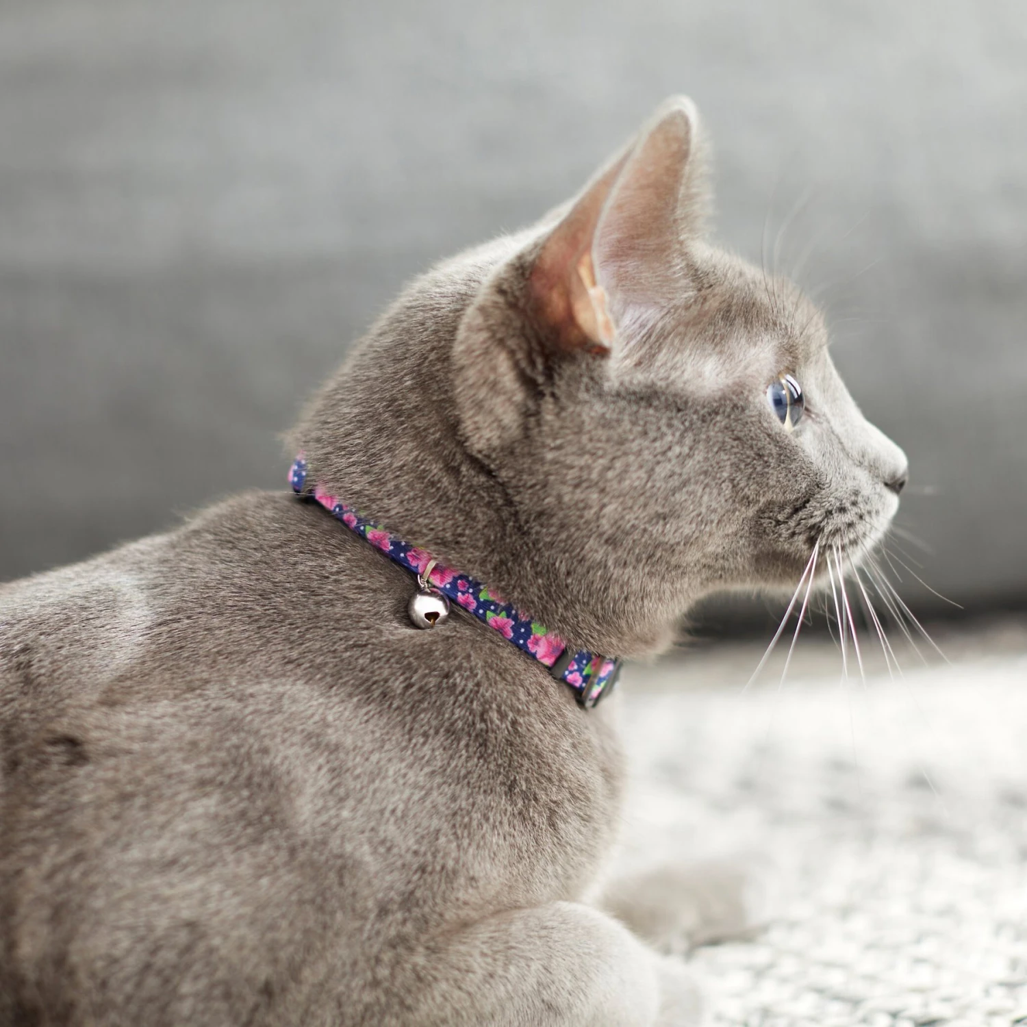 Frisco Midnight Floral Cat Collar 6 Frisco Midnight Floral Cat Collar - Image 4