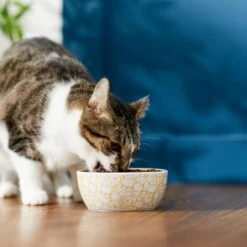 Disney Winnie The Pooh No-Skid Ceramic Cat Bowl -Cat Pet Supplies 280658 PT3. AC SS1800 V1629986646