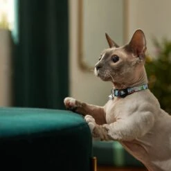 STAR WARS THE MANDALORIAN'S THE CHILD Holiday Cat Collar -Cat Pet Supplies 289708 PT8. AC SS1800 V1632189817