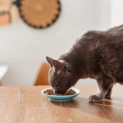 Pixar Finding Nemo Non-Skid Ceramic Cat Dish 9 Pixar Finding Nemo Non-Skid Ceramic Cat Dish -Cat Pet Supplies 291405 PT3. AC SS1800 V1633980066