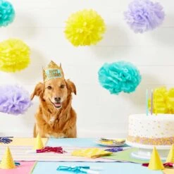 Frisco Happy Birthday Dog & Cat Crown & Frisco It's My Birthday & Cat T-Shirt 14 Frisco Happy Birthday Dog & Cat Crown & Frisco It's My Birthday & Cat T-Shirt -Cat Pet Supplies 302470 PT3. AC SS1800 V1623073946