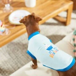 Frisco Happy Birthday Dog & Cat Crown & Frisco It's My Birthday & Cat T-Shirt 18 Frisco Happy Birthday Dog & Cat Crown & Frisco It's My Birthday & Cat T-Shirt -Cat Pet Supplies 302470 PT7. AC SS1800 V1623037657