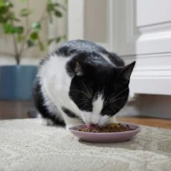 Frisco Paris Non-skid Ceramic Cat Dish & Frisco Paris Non-skid Ceramic Cat Dish 15 Frisco Paris Non-skid Ceramic Cat Dish & Frisco Paris Non-skid Ceramic Cat Dish -Cat Pet Supplies 302490 PT4. AC SS1800 V1623074555