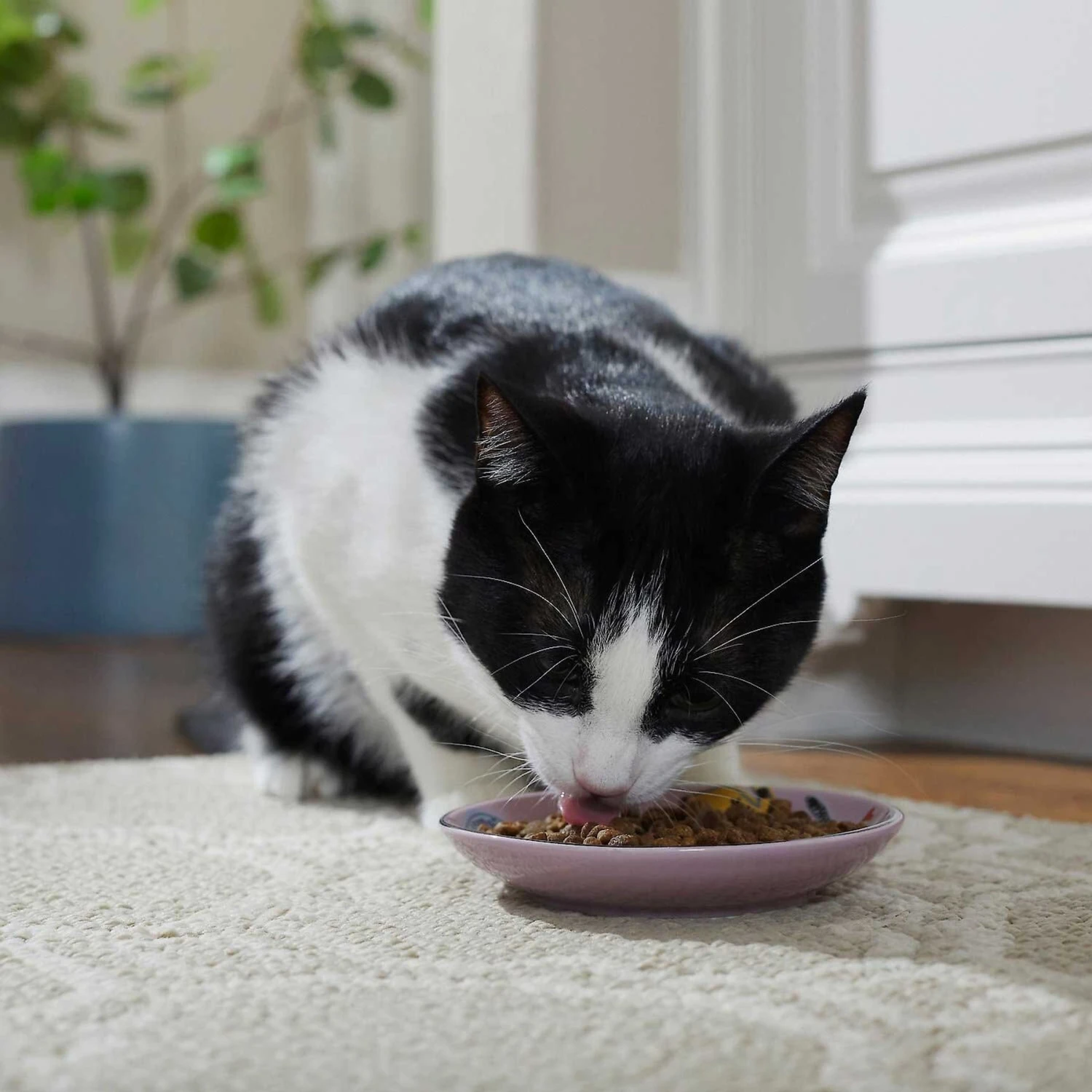 Frisco Paris Non-skid Ceramic Cat Dish & Frisco Paris Non-skid Ceramic Cat Dish 7 Frisco Paris Non-skid Ceramic Cat Dish & Frisco Paris Non-skid Ceramic Cat Dish - Image 5