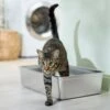 Frisco Stainless Steel Cat Litter Box -Cat Pet Supplies 309857 MAIN. AC SS1800 V1675279582