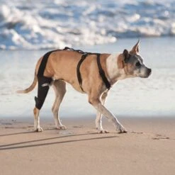 WALKABOUT Dog & Cat Knee Brace -Cat Pet Supplies 325492 PT3. AC SS1800 V1687375247