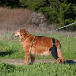 WALKABOUT Dog & Cat Knee Brace -Cat Pet Supplies 325492 PT4. AC SS1800 V1687374898