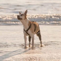 WALKABOUT Chest Halter Adjustable Dog & Cat Harness, Black -Cat Pet Supplies 325533 PT2. AC SS1800 V1635736588