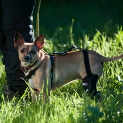 WALKABOUT Chest Halter Adjustable Dog & Cat Harness, Black -Cat Pet Supplies 325533 PT3. AC SS1800 V1635736927