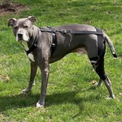 WALKABOUT Chest Halter Adjustable Dog & Cat Harness, Black -Cat Pet Supplies 325533 PT4. AC SS1800 V1635742032