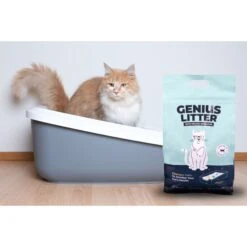 Alpha Paw Genius Litter With Health Indicator Cat Litter, 6-lbs -Cat Pet Supplies 344555 PT3. AC SS1800 V1667332411
