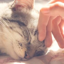 Pet Adobe Soft Enclosed Igloo Cat Bed -Cat Pet Supplies 344996 PT4. AC SS1800 V1637287347